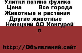 Улитки патина фулика › Цена ­ 10 - Все города Животные и растения » Другие животные   . Ненецкий АО,Хонгурей п.